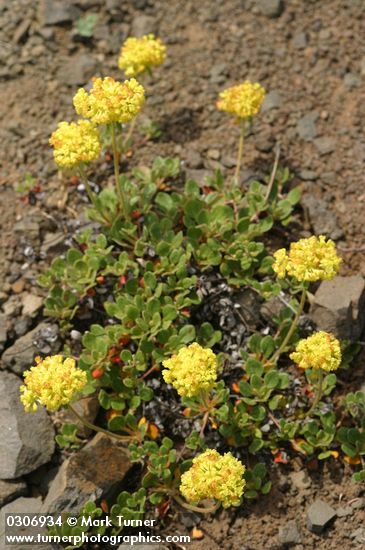 Sulphur Eriogonum
