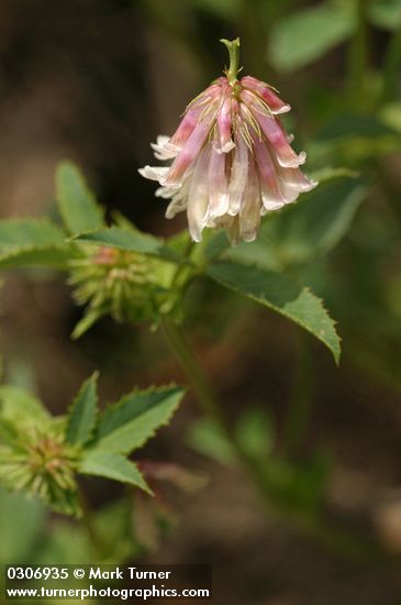 Shasta Clover blossoms & foliage