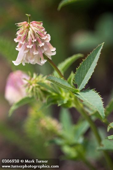 Shasta Clover blossoms & foliage