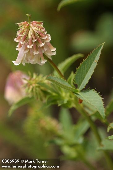 Shasta Clover blossoms & foliage