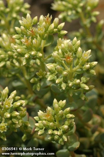 Creamy Stonecrop blossoms & buds