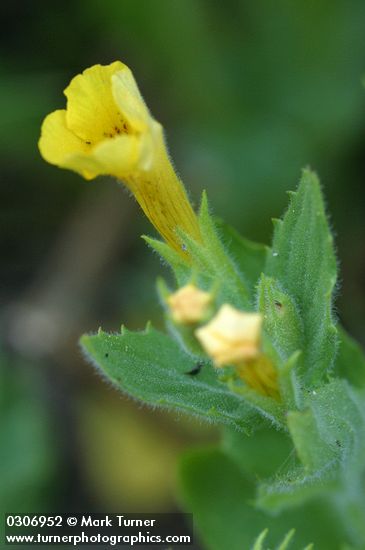 Musk Monkeyflower blossom & foliage detail