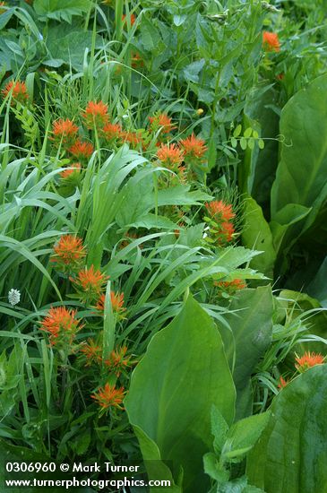 Harsh Paintbrush w/ Skunk Cabbage foliage in wet meadow