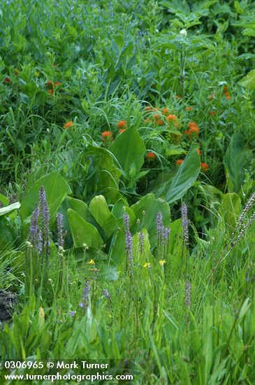 Elephant Head Lousewort, Skunk Cabbage foliage, Harsh Paintbrush in wet meadow