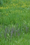 Elephant Head Lousewort, Arrowhead Butterwort, American Bistort in wet meadow