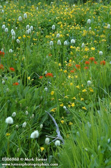 Wet meadow community