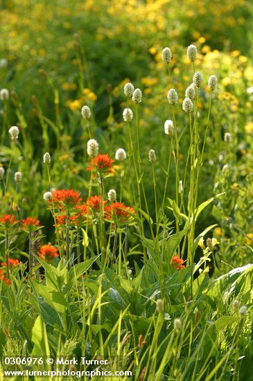 Harsh Paintbrush, American Bistort in wet meadow community