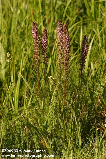 Elephant Head Lousewort