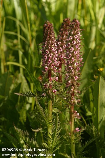 Elephant Head Lousewort 
