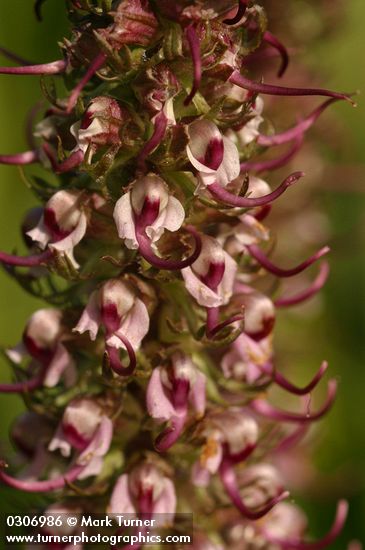 Elephant Head Lousewort  blossoms detail