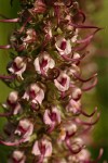 Elephant Head Lousewort  blossoms detail