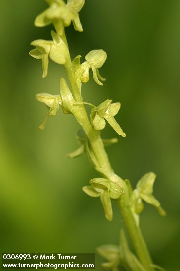 Slender Bog Orchid blossoms detail