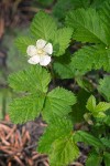 Dwarf Bramble