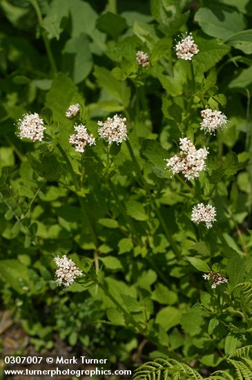 Sitka Valerian