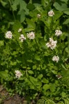 Sitka Valerian