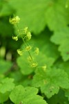Leafy Mitrewort blossoms & foliage detail