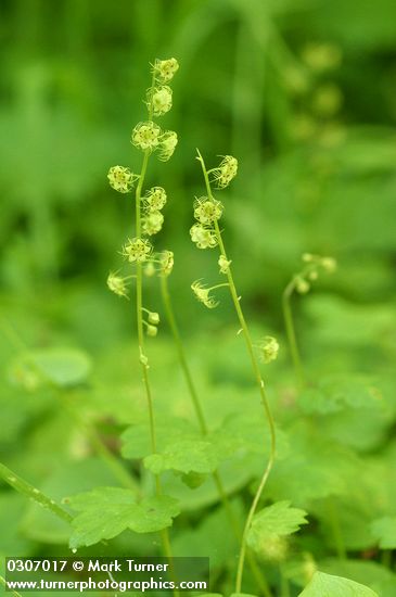 Leafy Mitrewort