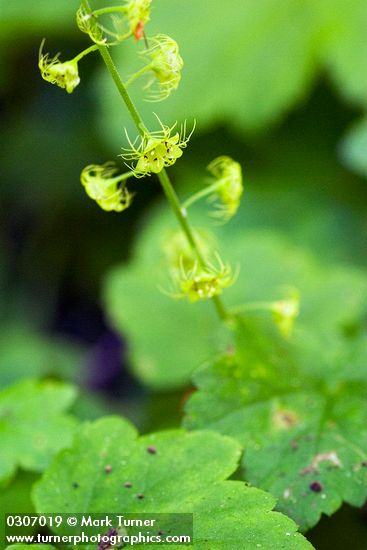 Leafy Mitrewort blossoms & foliage detail