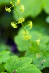 Leafy Mitrewort blossoms & foliage detail