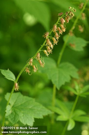 Bristle Flower blossoms & foliage detail