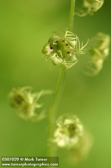 Leafy Mitrewort blossoms detail