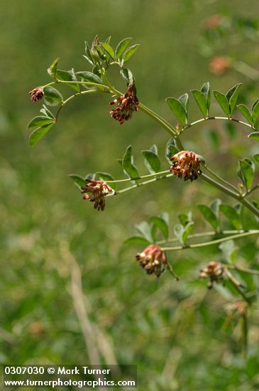 Big Deervetch blossoms & foliage