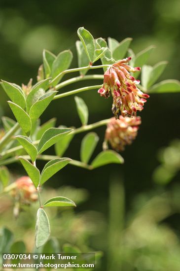 Big Deervetch blossoms & foliage