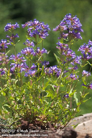 Cascade Penstemon