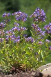 Cascade Penstemon