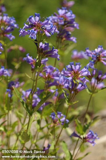 Cascade Penstemon blossoms & foliage