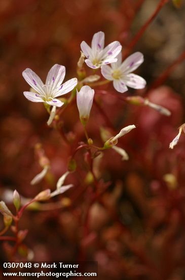 Littleleaf Montia blossoms detail