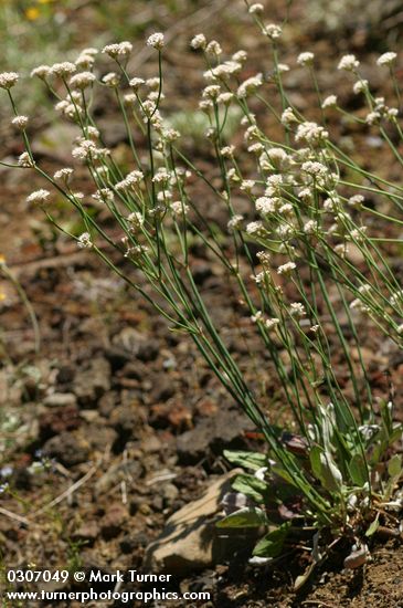 Naked Eriogonum