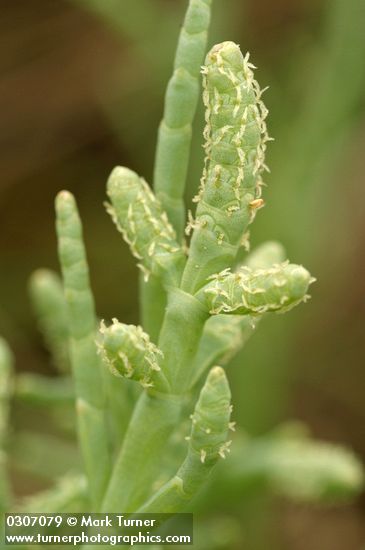 American Glasswort foliage & blossoms detail