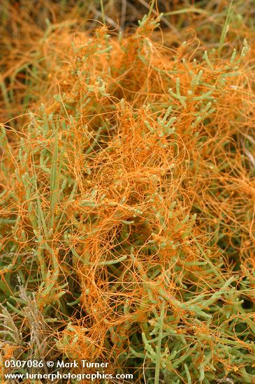 Salt Marsh Dodder on American Glasswort