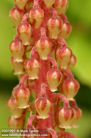 Pinedrops blossoms detail
