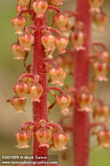 Pinedrops blossoms detail