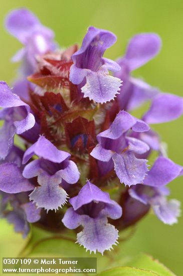 Self-heal blossoms extreme detail