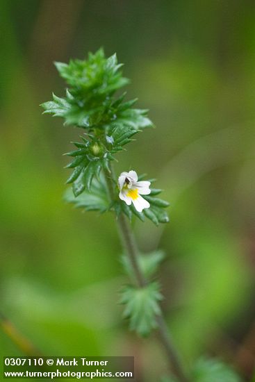 Common Eyebright