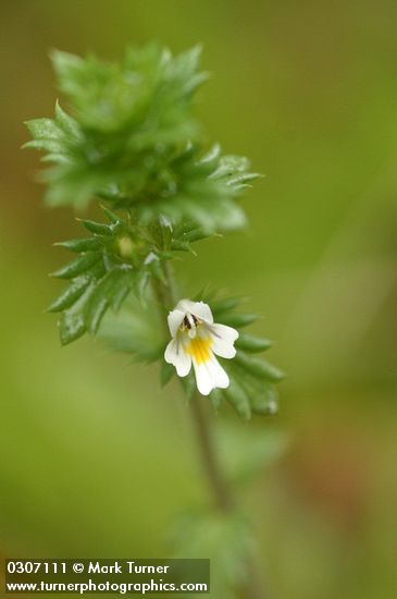 Common Eyebright blossom & foliage detail