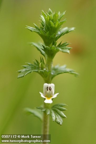Common Eyebright blossom & foliage detail
