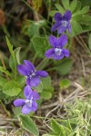 Early Blue Violets