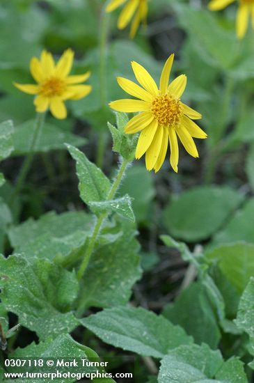 Mountain Arnica