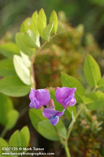 American Vetch blossoms & foliage