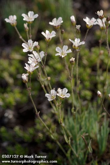 Thread-leaved Sandwort blossoms & foliage