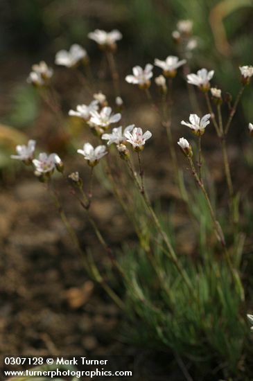 Thread-leaved Sandwort blossoms & foliage