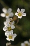 Thread-leaved Sandwort blossoms detail