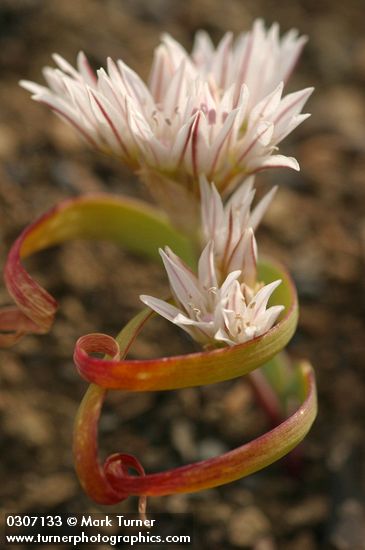 Olympic Onion blossoms & foliage detail