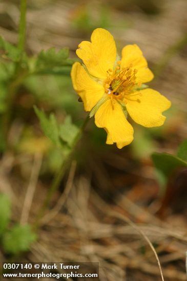 Fan-leaved Cinquefoil blossom detail