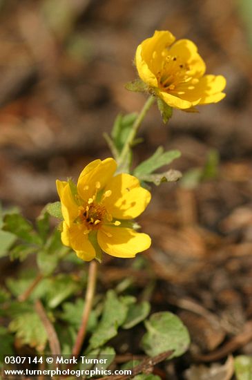 Fan-leaved Cinquefoil blossoms