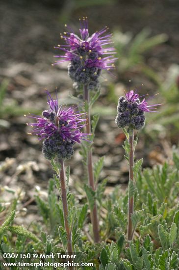 Silky Phacelia